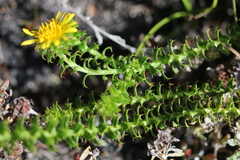 Cullumia setosa