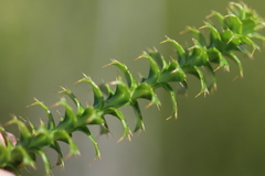 Cullumia setosa