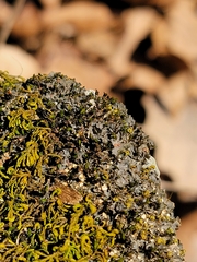 Scytinium juniperinum