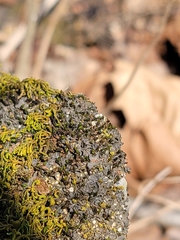 Scytinium juniperinum