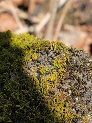 Scytinium juniperinum