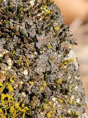 Scytinium juniperinum