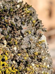 Scytinium juniperinum