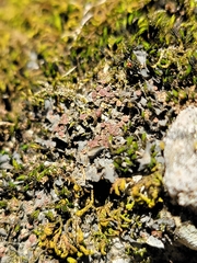 Scytinium juniperinum