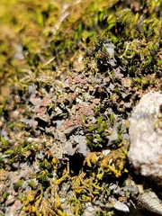 Scytinium juniperinum