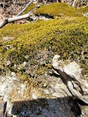 Scytinium juniperinum