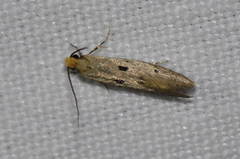 Tinea trinotella