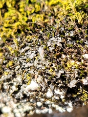 Scytinium juniperinum