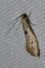 Tinea trinotella