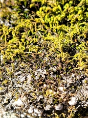 Scytinium juniperinum