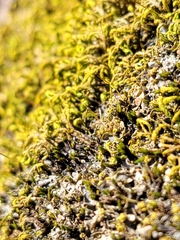 Scytinium juniperinum