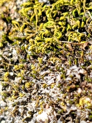 Scytinium juniperinum