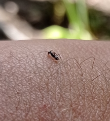 Dorymyrmex antillanus