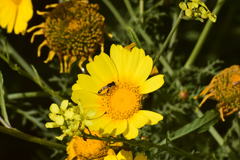 Syritta flaviventris