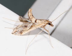 Lineodes fontella