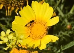 Syritta flaviventris