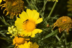 Syritta flaviventris
