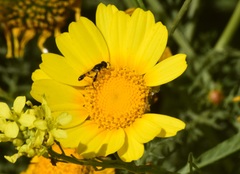 Syritta flaviventris