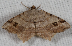Macaria aequiferaria