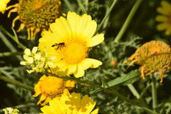 Syritta flaviventris
