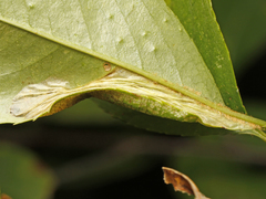 Phyllonorycter propinquinella