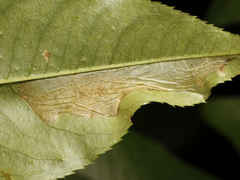 Phyllonorycter propinquinella