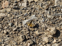 Eurranthis plummistaria