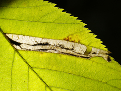 Stilbosis ostryaeella