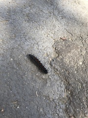 Nymphalis antiopa