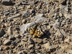 Eurranthis plummistaria