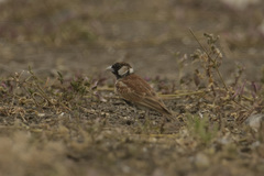 Eremopterix leucotis