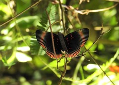 Lyropteryx lyra