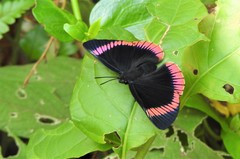 Lyropteryx lyra