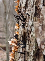 Xylaria longiana