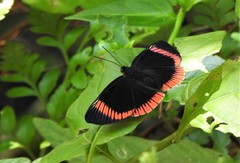 Lyropteryx lyra