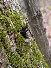 Xylaria longiana