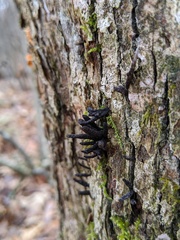 Xylaria longiana