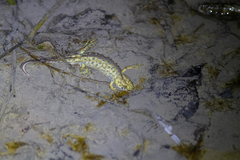 Triturus karelinii