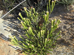Phylica nigromontana