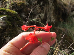 Delphinium nudicaule