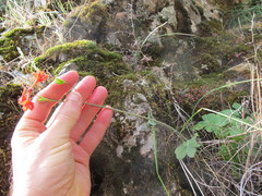 Delphinium nudicaule