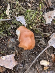 Gyromitra korfii