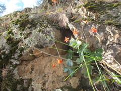 Delphinium nudicaule