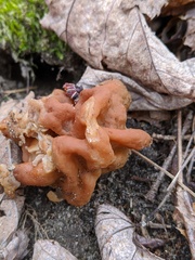 Gyromitra korfii