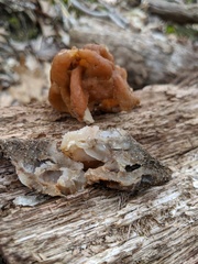 Gyromitra korfii