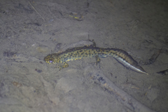 Triturus karelinii