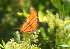 Marpesia petreus
