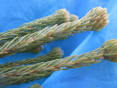 Phylica nigromontana