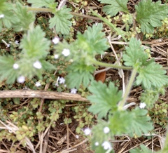 Glandularia quadrangulata