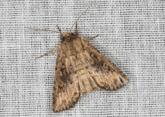 Dasygaster padockina